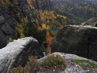 Herbstfärbung im Elbsandsteingebirge