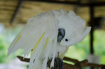 Close-up.Cockatoo has yellow crest and yellow feathers spreading wings