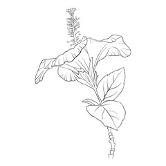vector flower of hibiscus
