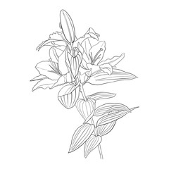 vector drawing flower of lily