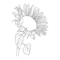 vector sunflower plant