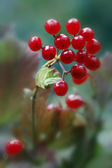 Rote Johannisbeeren, Ribes rubrum