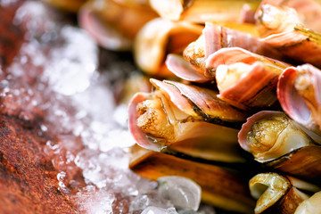 Fresh razor clams on ice, grey concrete background. Copy space, top view.