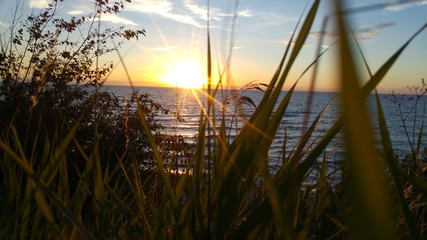 Sonnenuntergang hinter Gras und Gestr&uuml;b