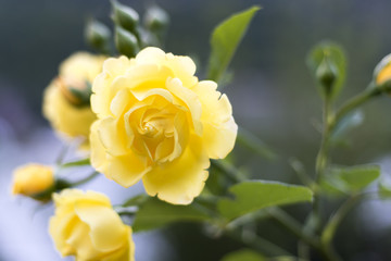 yellow rose
