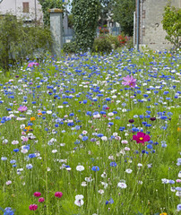 A colorful flower meadow with Cornflowers and Cosmos