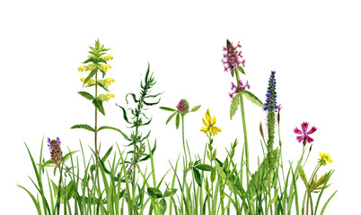 aquarellzeichnung blumen und gras © cat_arch_angel