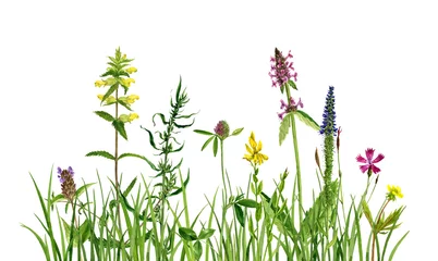 aquarellzeichnung blumen und gras © cat_arch_angel