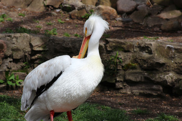 A white bird in the water