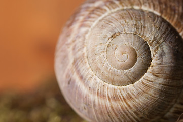 snail close up