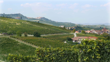 Naklejka premium Langhe vigneti Barolo