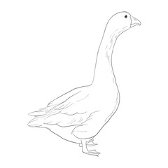vector sketch of goose