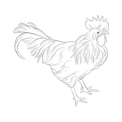 vector sketch of cock
