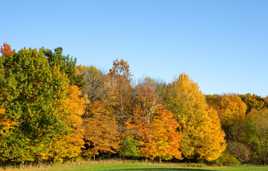Obraz premium Autumn Colored Trees with Copy Space