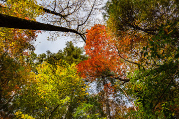 Big Canoe Atlanta Forrest Mountain