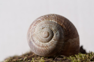 snail close up