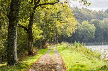 Fototapeta na wymiar beautiful autumn landscape - alley with autumn leaves on the river bank