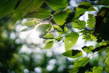 Light behind trees