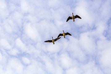Wildgänse auf dem Weg zum Winterquartier