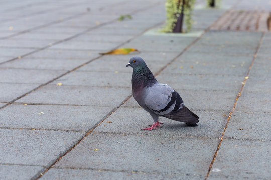 The male pegion