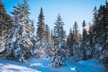 Fototapeta na wymiar Fir forest covered with snow