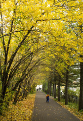 An arch of autumn trees with yellow leaves on a cloudy day