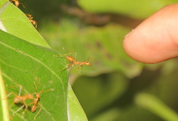 ant and finger