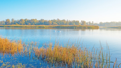 Swans swimming along the foggy edge of a lake at sunrise in autumn