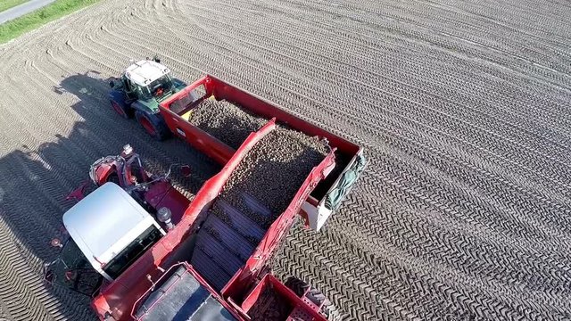Unloading potatoes from raper to tractor
