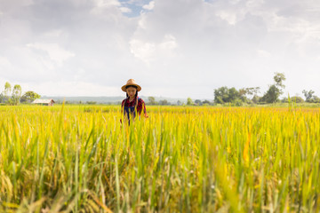 Farmer woman hand holding rice
