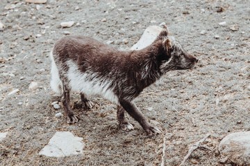 Polarfuchs