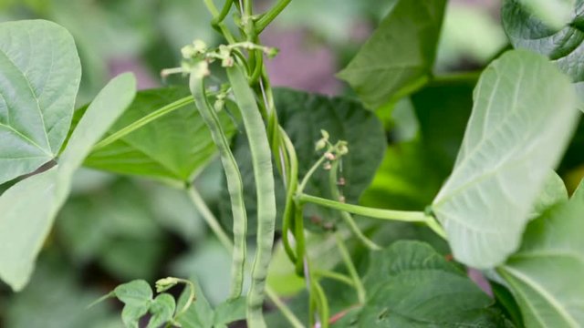 Farmer picking beans