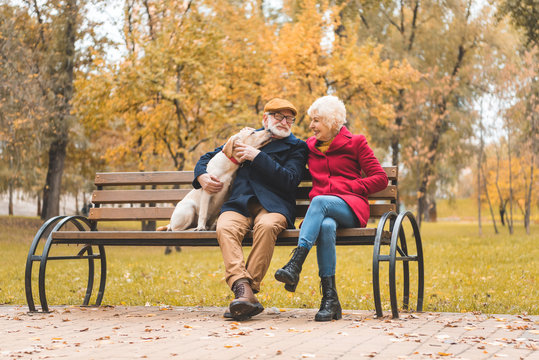 senior couple with labrador dog