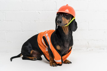 dog builder dachshund in an orange construction helmet , against a white brick wall background - obrazy, fototapety, plakaty