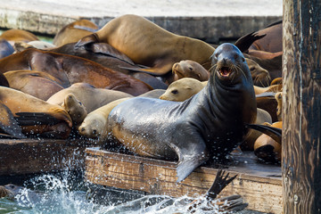 Sea Lions on the Floating Dock in San Francisco CA America