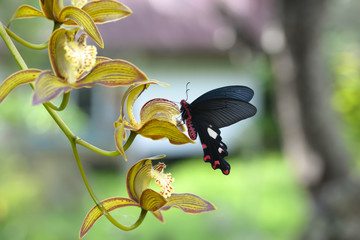 Fototapeta premium Beautiful red butterfly (Great Windmill) on yellow orchid flowers.