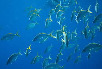 Fototapeta na wymiar group of fish