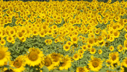 Sunflowers in a field