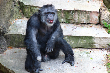 A Chimpanzee