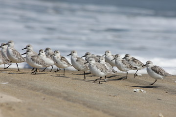 Sanderlings