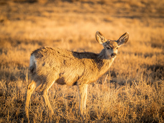 One Mule Deer, Looking Up from Grazing in Prairie Grasses
