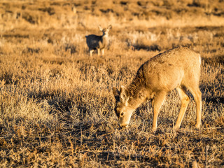 Mule Deer Grazing in Prairie Grasses, Late Afternoon 