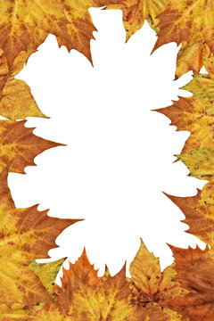 Dry Maple Leaves Border Backdrop Isolated On White Background