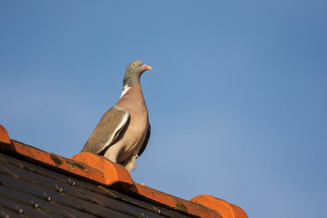 The life of the pigeons on our roofs.