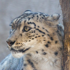RBIS or snow leopard is a large carnivorous mammal of the cat family that lives in the mountains of Central Asia.