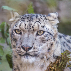 IRBIS or snow leopard is a large carnivorous mammal of the cat family that lives in the mountains of Central Asia.