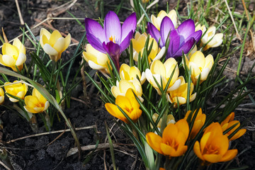 Crocuses in early spring