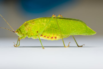 Bush cricket isolated on blue and grey background