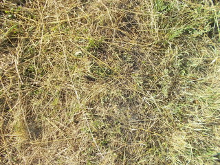 Texture of grass and hay