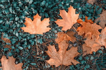 Fading autumn leaves.